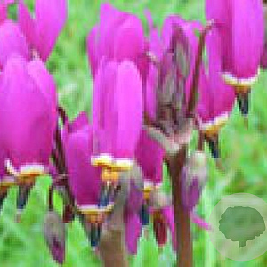 Dodecatheon pulchellum 'Red Wings' GM P9