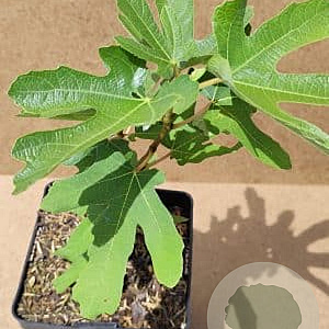 Ficus car. 'Dotatto' plantgoed C1.5