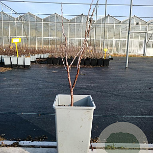 Hippophae rhamn. 'Sirola' 40-50 cm C1.5