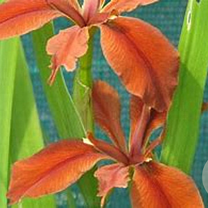 Iris fulva GM P9 leverbaar