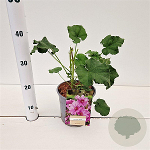 Lavatera 'Rosea' GM 2,5L