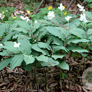 Maianthemum japonicum GM P9