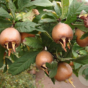 Mespilus g. 'Apyrena' 100-125 cm wortelgoed