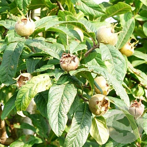 Mespilus g. 'Boom en Vrucht' 150-175 cm wortelgoed