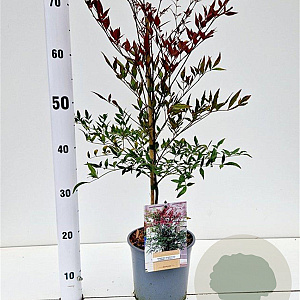 Nandina d. Summer Sunset 40-50 cm 2,5L