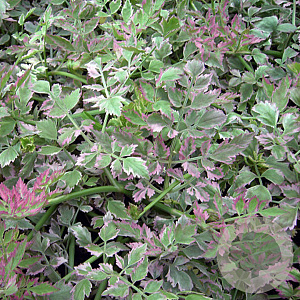 Oenanthe fistulosa 'Flamingo' GM P9 leverbaar