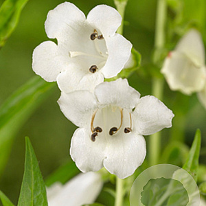 Penstemon 'White Bedder' GM P9