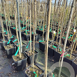 Pyrus c. 'Rode Williams' 150-175 cm 10L