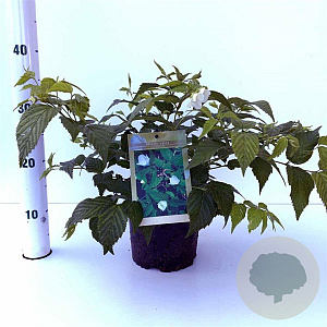 Rhodotypos scandens 30-40 cm 2,5L