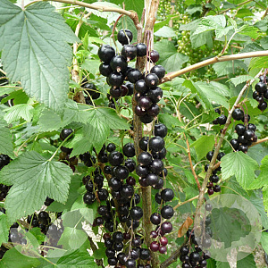 Ribes nigr. 'Ben Lomond' 30-40 cm P15