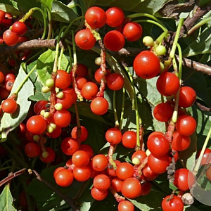 Schisandra chinensis 'Sadova No.1' 60-80 cm 2,0L
