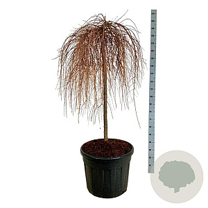 Larix kaempf. 'Stiff Weeper' 120 cm stam cont. 90L extra
