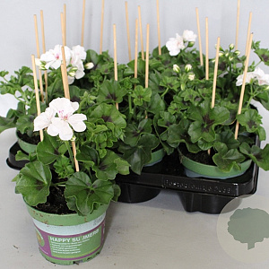 Pelargonium peltatum Blanche Roche (White) GM P12