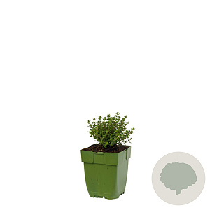 Thymus vulgaris 'Faustini' GM  P11