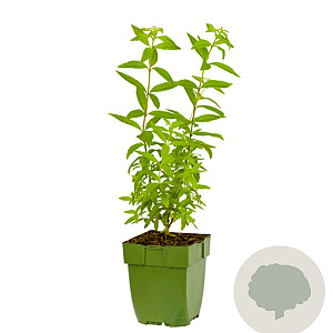 Aloysia triphylla GM  P11