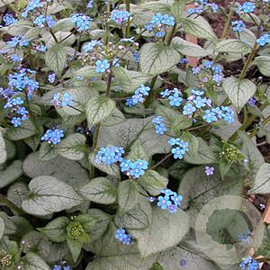 Brunnera macr. 'Looking Glass' GM P9