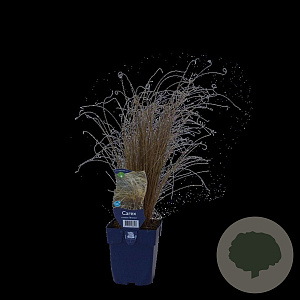 Carex comans 'Bronco' GM  P11