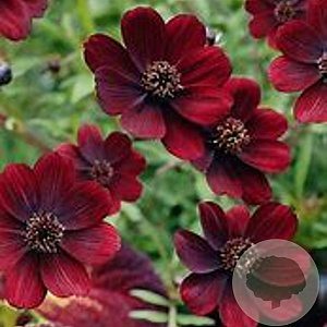 Cosmos atros. Cherry Chocolate GM  P11