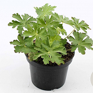 Geranium macr. 'Spessart' GM 2,0L