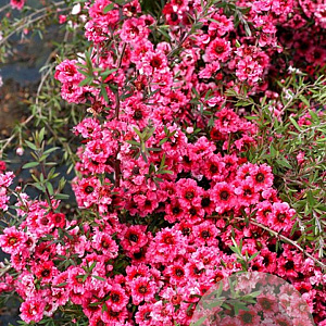 Leptospermum scop. 'Crimson Glory' 30-40 cm 3,0L