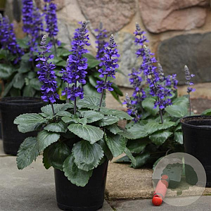 Salvia Big Blue GM  P11