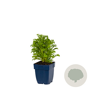 Scabiosa 'Barocca' GM  P11