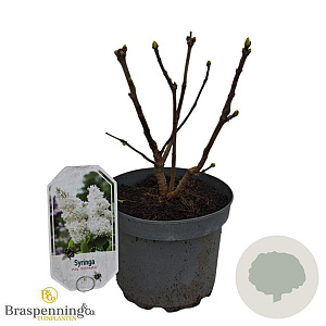 Syringa v. 'Rochester' 30-40 cm 3,0L
