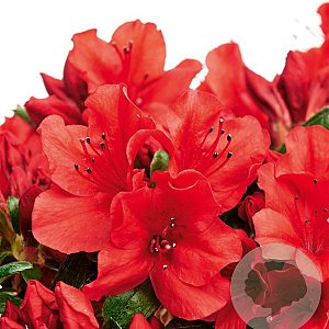 Rhododendron 'Sandy's Fire' 50-60 cm 20L