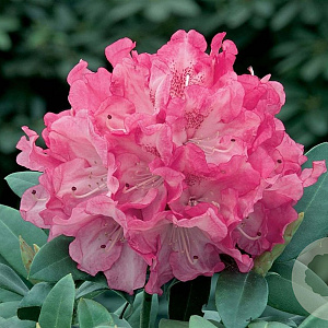 Rhododendron yakushimanum 'Annuschka' 20-30 cm 5,0L