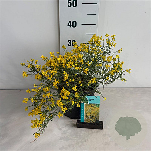 Genista lydia 20-30 cm 3,5L