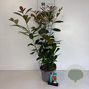 Prunus l. On Fire 30-40 cm 3,5L
