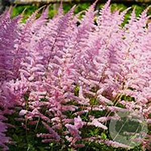 Astilbe c. 'Finale' GM P9