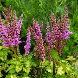 Astilbe Color Flash Lime GM P9