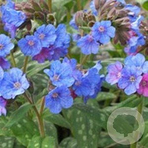 Pulmonaria 'Smokey Blue' GM P9