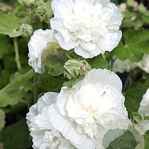 Alcea rosea 'Charters Double White' GM P9 BIO