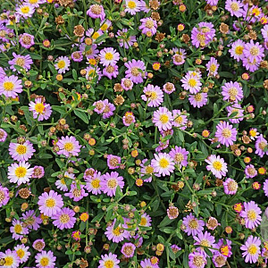 Aster ageratoides Spica GM P9 BIO