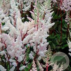 Astilbe (A) 'Bumalda' GM P9 BIO