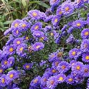 Aster radula 'August Sky' GM P9 BIO