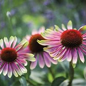 Echinacea p. 'Green Twister' GM P9 BIO