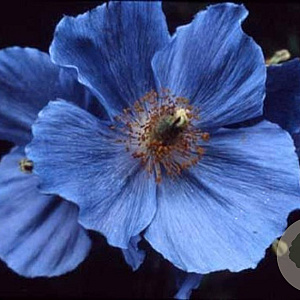 Meconopsis betonicifolia GM P9 BIO