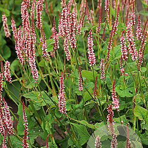 Persicaria a. Confetti GM P9 BIO