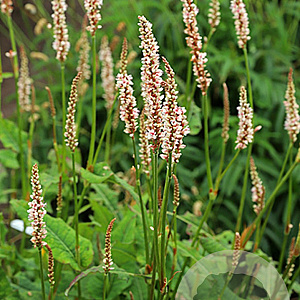 Persicaria a. Unicorn GM P9 BIO