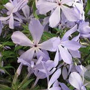 Phlox div. 'Clouds of Perfume' GM P9 BIO