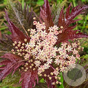 Sambucus nigra 'Serenade' 40-50 cm 5,0L