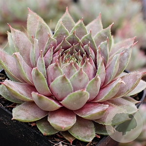 Sempervivum Grijs/Grey/Grau GM  P11