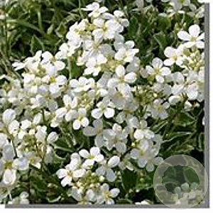 Arabis caucas. 'Variegata' GM P9