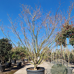 Acer japonicum 'Aconitifolium' 300-350 cm draadkluit meerstammig paraplu