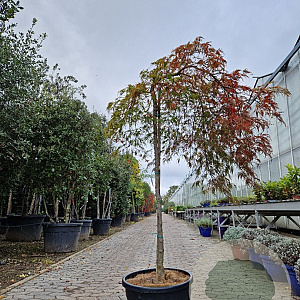 Acer pal. 'Green Lace' 100 cm stam container kroon 80-100