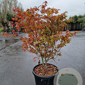 Acer pal. 'Osakazuki' 100-125 cm container multiplateau