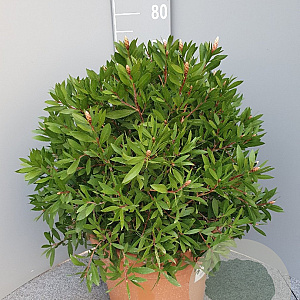 Callistemon citr. 'Splendens' GM c20